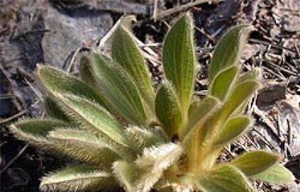 Саншет Агроуспех — защита растений от солнечных ожогов и засухи Бывает ли мак синего цвета